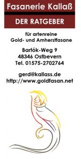 Amherstfasane / Diamantfasane - phänotypisch artenrein