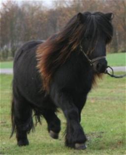 Deckanz. Original Shetlandpony
