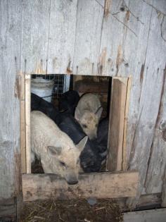 Wollschwein Ferkel abzugeben