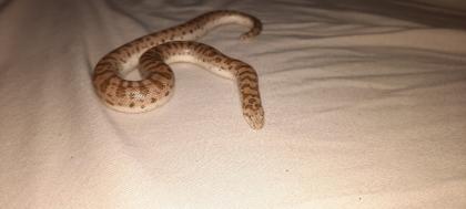 Östliche Sandboa Eryx Miliaris männlich NZ22
