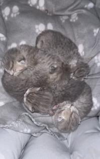 Britisch Kurzhaar Kitten