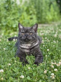Reinrassig BKH Deckkater