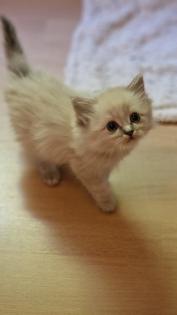Edelmix und Ragdoll suchen bald ein neues Zuhause