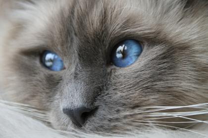 Heilig Birma Kater Prinz Aladin wartet auf seine Prinzessin