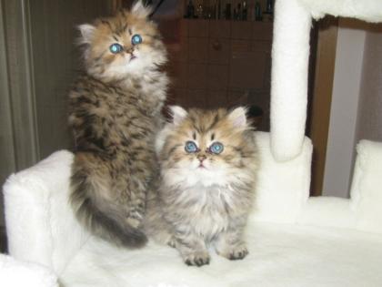 Perserbabys