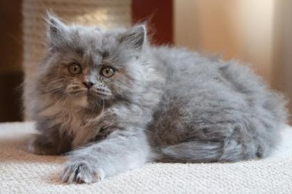 THEY ARE, THE BLACK British Longhair