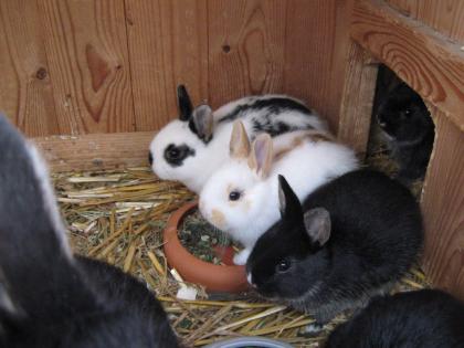 Niedliche Zwergkaninchen zu verkaufen