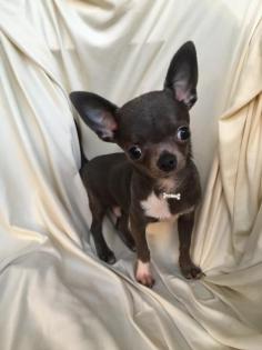 Chihuahua Rüde