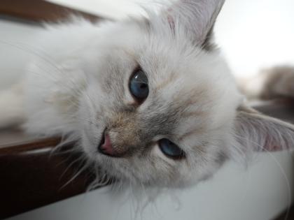 Suche reinrassigen Deckkater mit Papieren, Neva oder Sibirer NEV / SIB