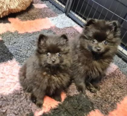 Pomeranian Zwergspitz Welpen