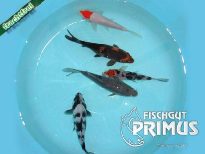 Koi Hand Select 18/20 Tripple A Breeder Primus