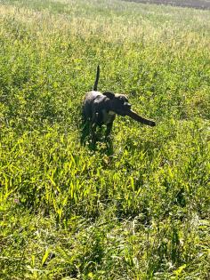 Pit-Staff-Mix sucht dringend neues Zuhause oder Pflegestelle