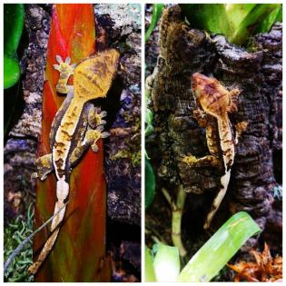 2. 1. 0 Neukaledonische Kronengeckos crested gecko 1 Weibchen 2 Männchen