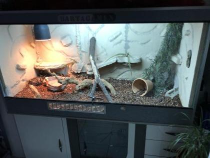 2 mal Königsphyton mit Terrarium