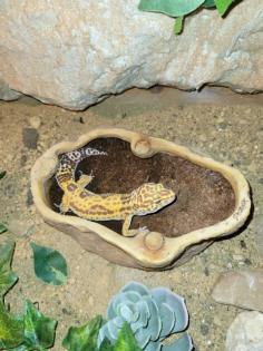 Leopardgecko Mädels