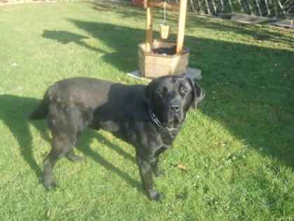 Biete Labrador Deckrüden an Schön kräftig