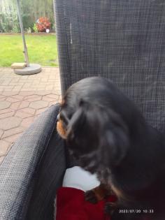 Cavalier King Charles Welpen black tan