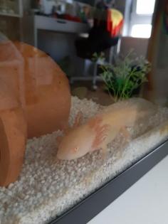 Axolotl und Durchlaufkühler abzugeben