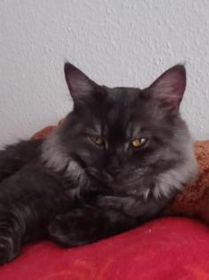 Deckkater MaiCoon Perser Mischling