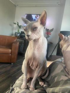 Don Sphynx und Canadian Sphynx aus privaten Gründen abzugeben