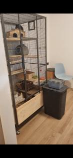 2 Chinchilla Männchen zu verkaufen