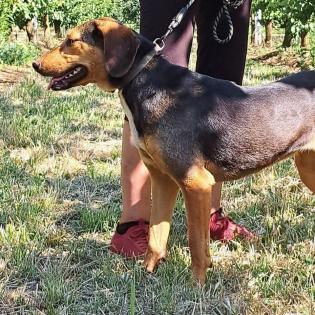 Hanni / Status sucht ein Zuhause