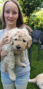 Noch 2 süße Goldendoodle Welpen suchen ihre Traumfamilie