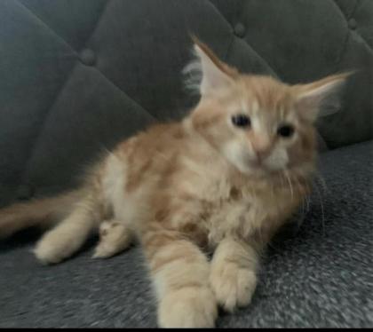 Wunderschöne reinrassige XXL Maine Coon Red Tabby Red White Tabby Katzen Kitten