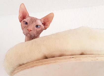 Sphynx Kater