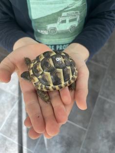 Griechische Landschildkröten, NZ 2023