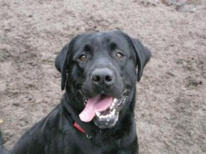 Wunderschöner junger Labradorrüde