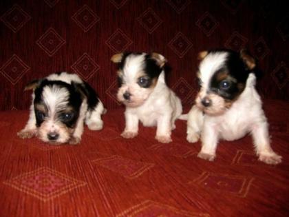 Biewer-Yorkie Welpen 3 Rüden / klein bleibend