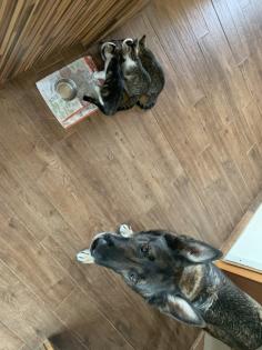 Kitten sofort auszugsbereit