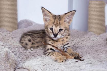 Serval Kitten