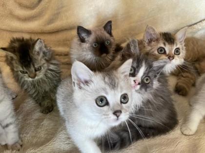 Selkirk Rex Kitten