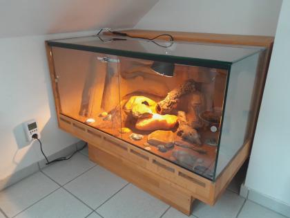 Leopardgecko mit Terrarium