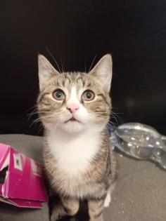 Kater sucht ein Zuhause