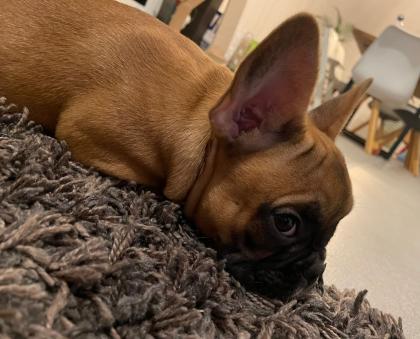 Welpen Französiche Bulldogge