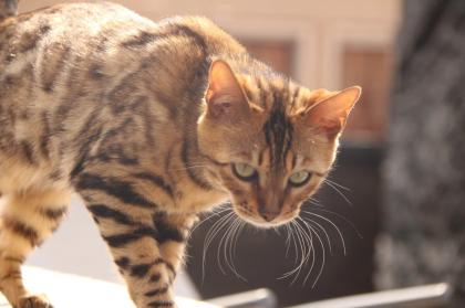 Wunderschöne Bengal Kitten, Mini Leoparden