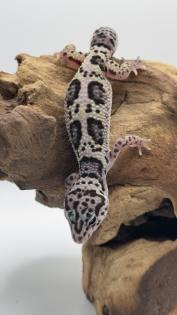 Leopardgecko 1. 13. 16