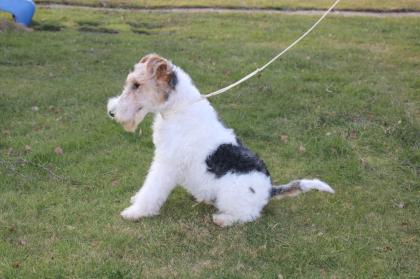 Drahthaar Foxterrier Welpe. Rüde.