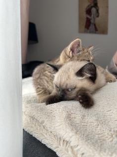 Kitten Abgabebereit