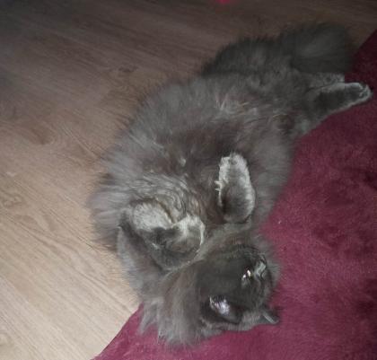 Einjähriger BLH Highlander Kater