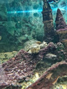 Wasserschildkröte inkl. Aquarium Zubehör