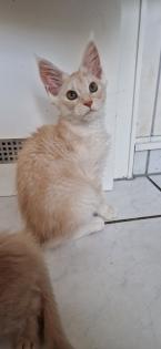 Maine coon kitten suchen ein Zuhause