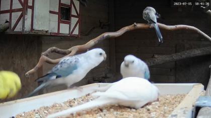Opaline und Albino Singsittiche