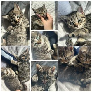 BKH Kitten. Babykatzen