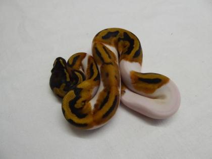 0. 1 - Piebald CB 2021