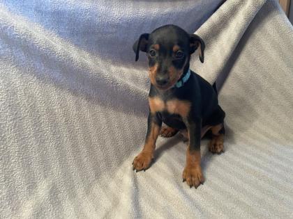 Reinrassige Zwergpinscher Welpen