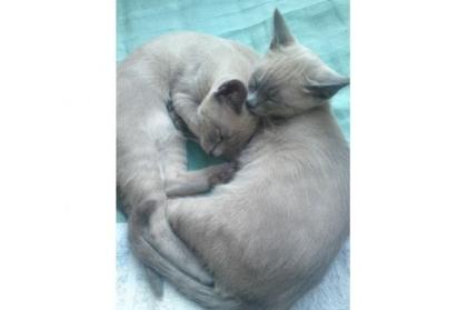 Burma/Burmesen Tonkanesen Kitten aus Ostwestfalen/NRW in den Grundfarben